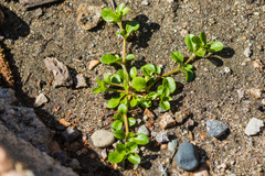 Polycarpon tetraphyllum