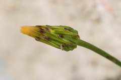 Hypochaeris glabra