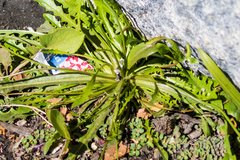 Hypochaeris glabra
