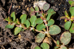 Euphorbia serpens