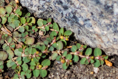 Euphorbia serpens