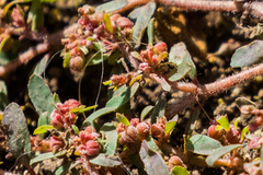 Euphorbia maculata
