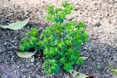 Euphorbia peplus