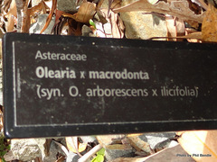 Olearia × macrodonta