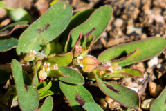 Euphorbia maculata