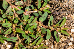 Euphorbia maculata