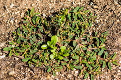 Euphorbia maculata