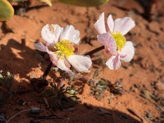 Ranunculus andersonii