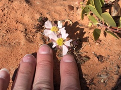 Ranunculus andersonii