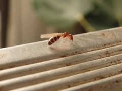 Colobopsis macrocephala