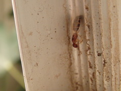 Colobopsis macrocephala