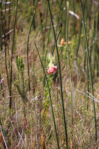 Image of Orothamnus zeyheri by (c) Tony Rebelo, some rights reserved (CC BY-SA)