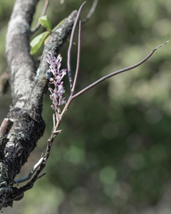 Cleisostomopsis salimii