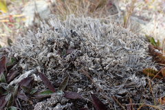 Lecanora epibryon broccha