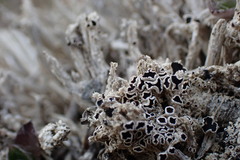 Lecanora epibryon broccha