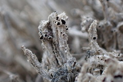 Lecanora epibryon broccha