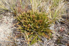 Aciphylla montana