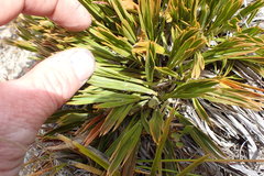 Aciphylla montana