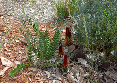 Banksia blechnifolia