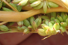 Aciphylla montana