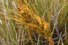 Aciphylla montana