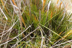 Aciphylla montana