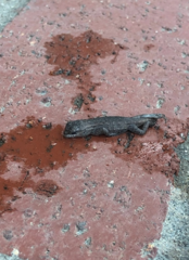 Sceloporus occidentalis