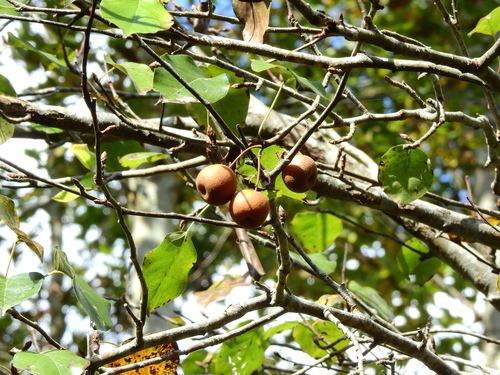 Pyrus calleryana