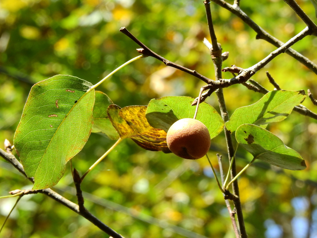 Callery pear