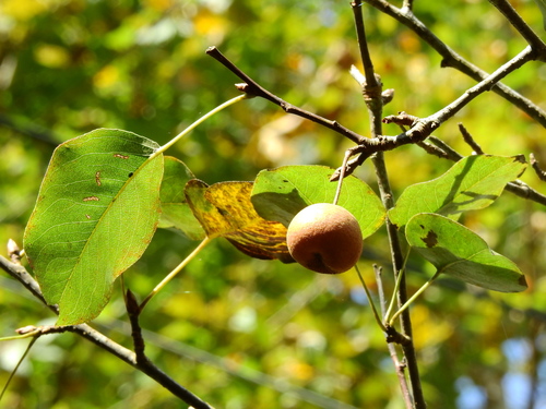 Callery pear (Pyrus calleryana)