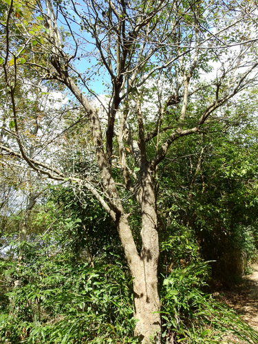 Pyrus calleryana