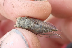 Maoricicada clamitans