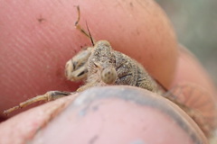 Maoricicada clamitans