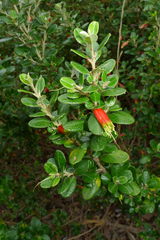 Nematolepis phebalioides