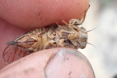 Maoricicada clamitans