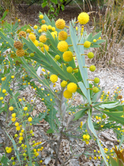 Acacia glaucoptera