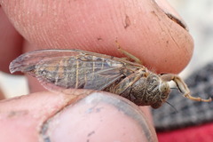 Maoricicada clamitans