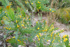 Acacia glaucoptera