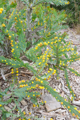 Acacia glaucoptera