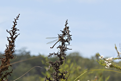 Petalura litorea