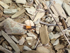 Priocnemis conformis