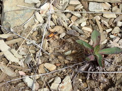 Priocnemis conformis