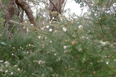 Grevillea crithmifolia