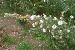 Grevillea crithmifolia