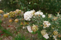 Grevillea crithmifolia