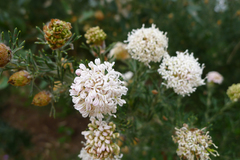 Grevillea crithmifolia