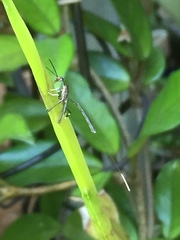 Gasteruption longicolle