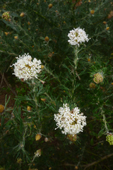 Grevillea crithmifolia