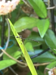 Gasteruption longicolle