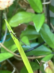 Gasteruption longicolle